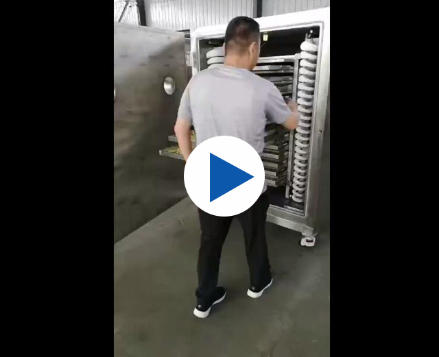 金銀花凍干機成品