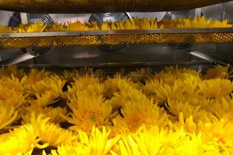 金絲皇菊烘干機——金絲皇菊烘干工藝